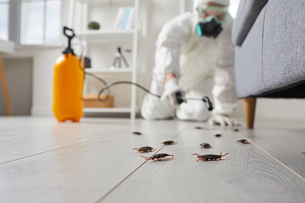 Commercial Kitchen Cockroach Control in Tierra Verde